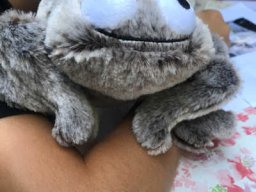 Schule der magischen Tiere