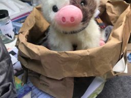 Schule der magischen Tiere